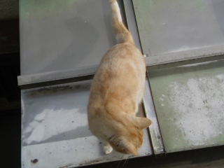 ���V���F�̐��E