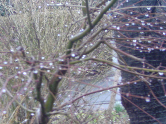 ���V���F�̐��E