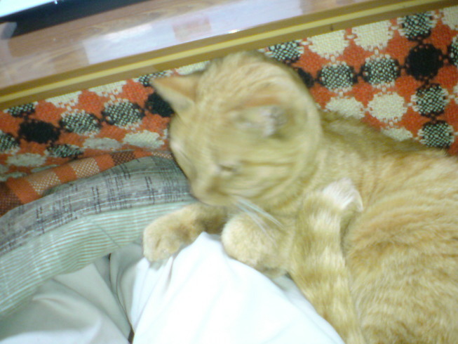 ���V���F�̐��E