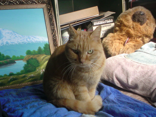 ���V���F�̐��E