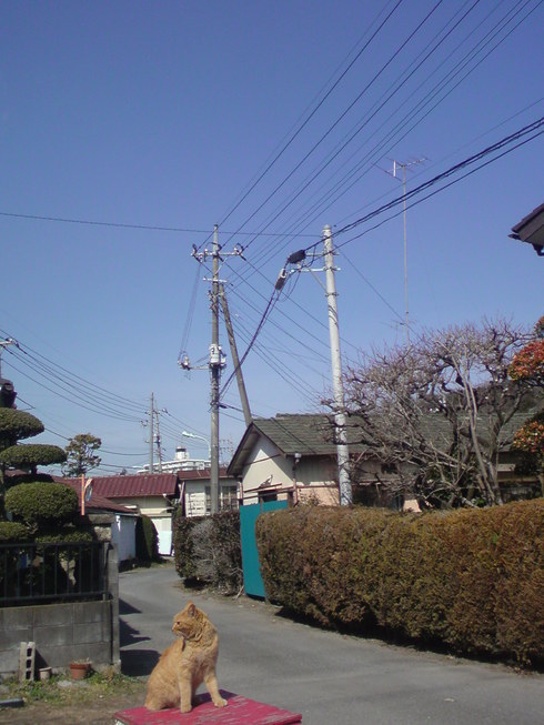 ���V���F�̐��E