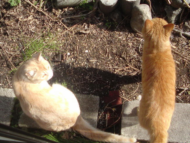 ���V���F�̐��E