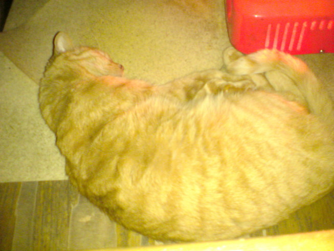 ���V���F�̐��E