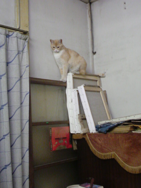 ���V���F�̐��E