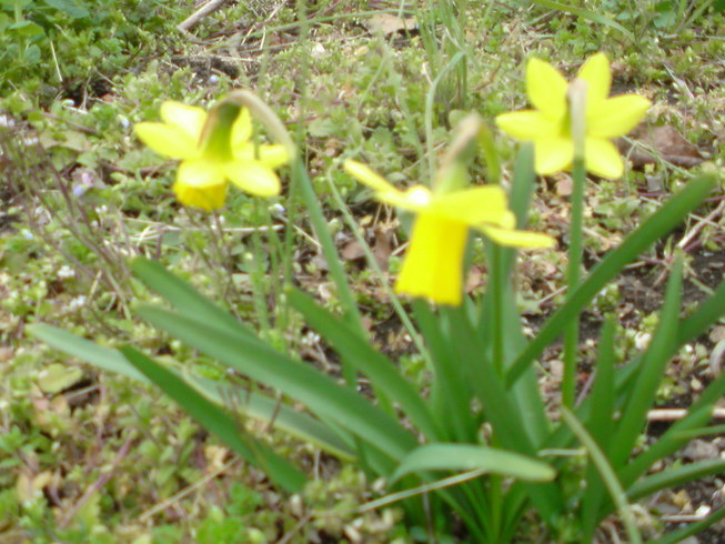 ���V���F�̐��E