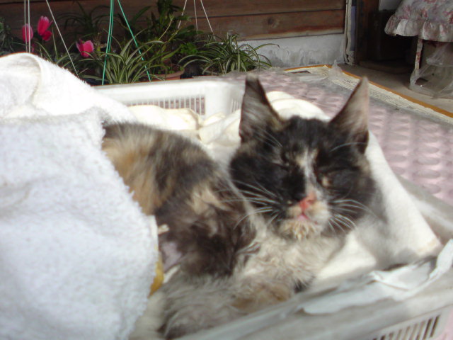 ���V���F�̐��E