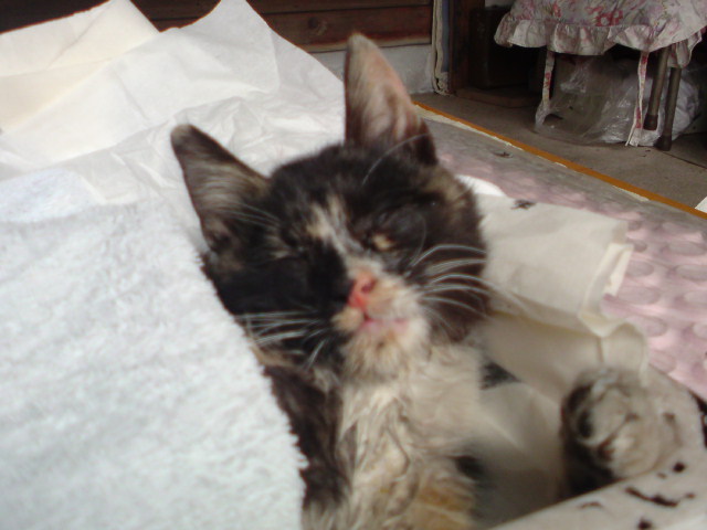 ���V���F�̐��E