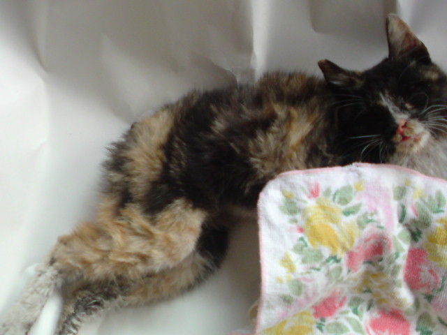 ���V���F�̐��E