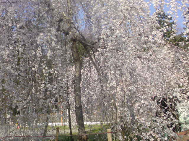 ���V���F�̐��E