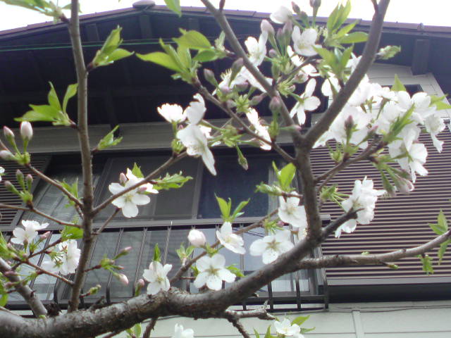 ���V���F�̐��E