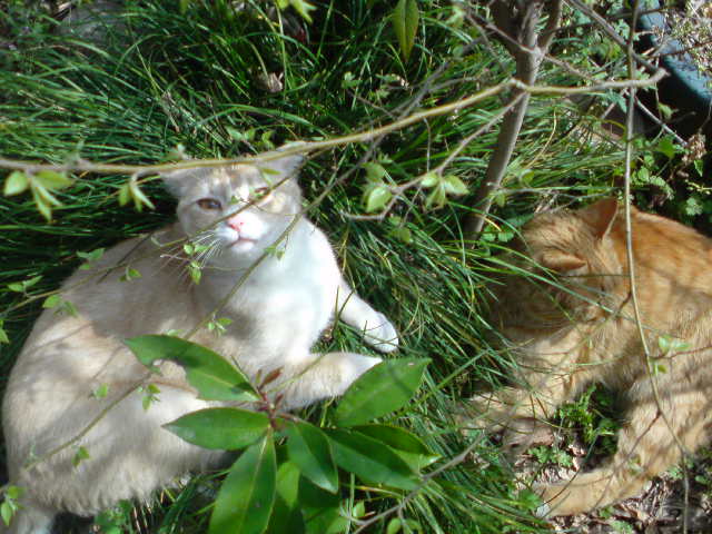 ���V���F�̐��E