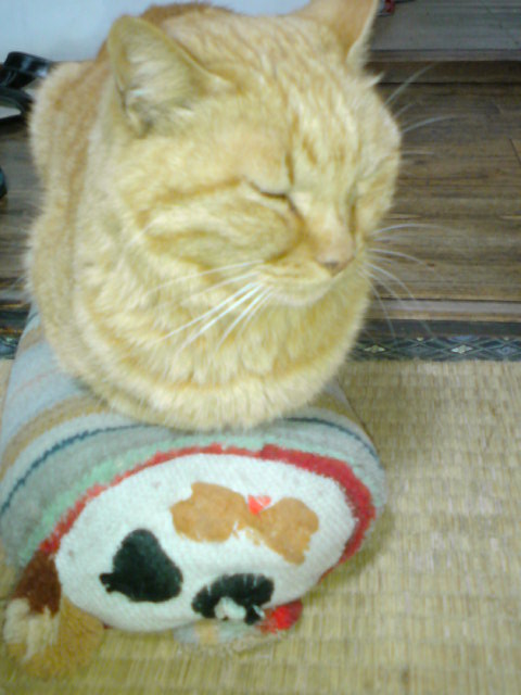 ���V���F�̐��E