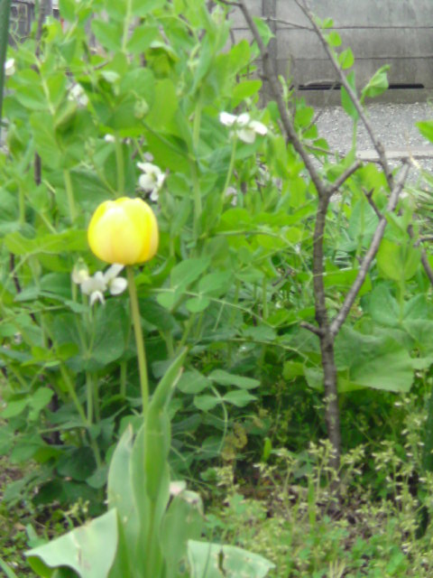 ���V���F�̐��E