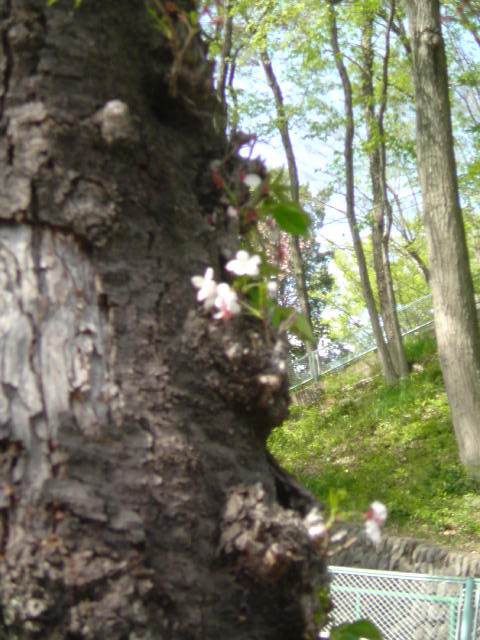 ���V���F�̐��E