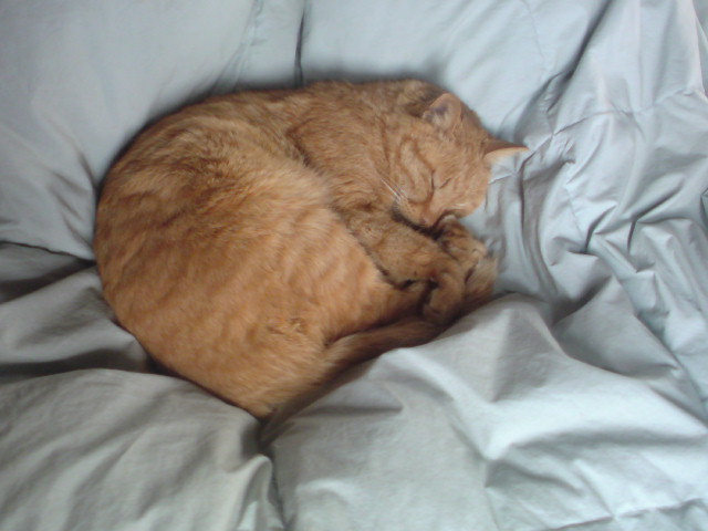 ���V���F�̐��E