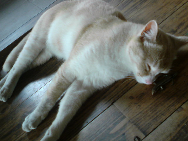 ���V���F�̐��E