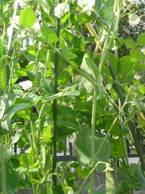 ���V���F�̐��E