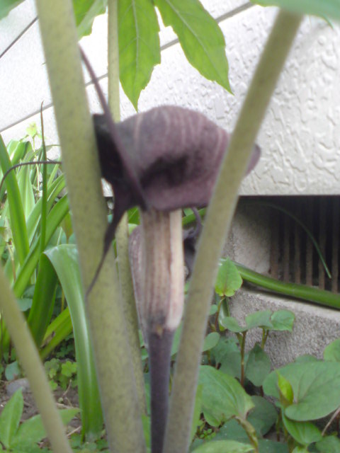 ���V���F�̐��E