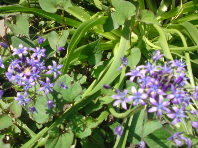 ���V���F�̐��E