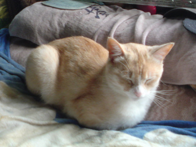 ���V���F�̐��E