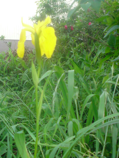 ���V���F�̐��E