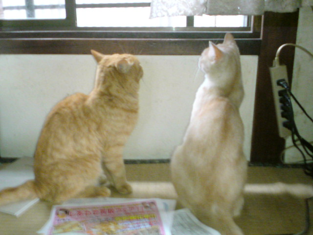 ���V���F�̐��E