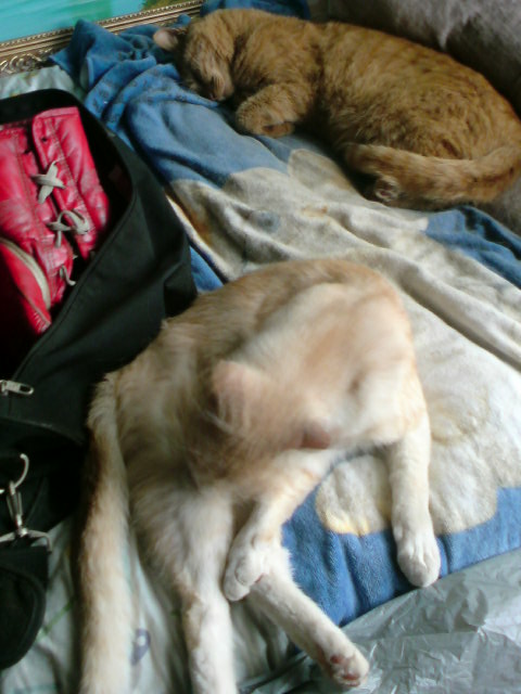 ���V���F�̐��E