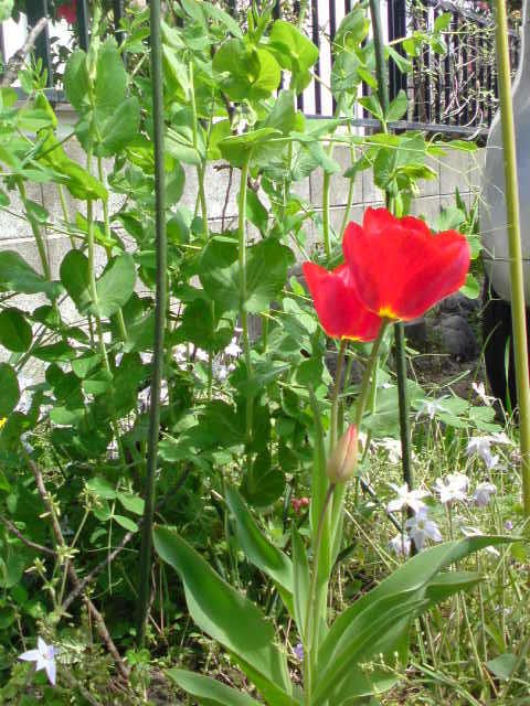 ���V���F�̐��E