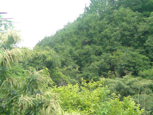 ���V���F�̐��E