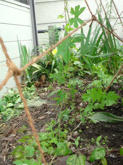 ���V���F�̐��E