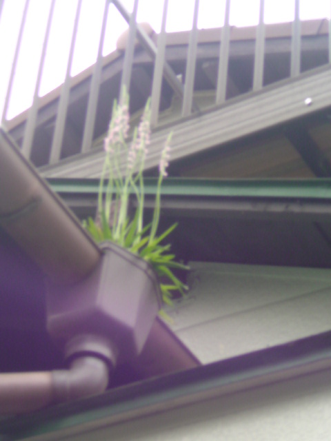 ���V���F�̐��E