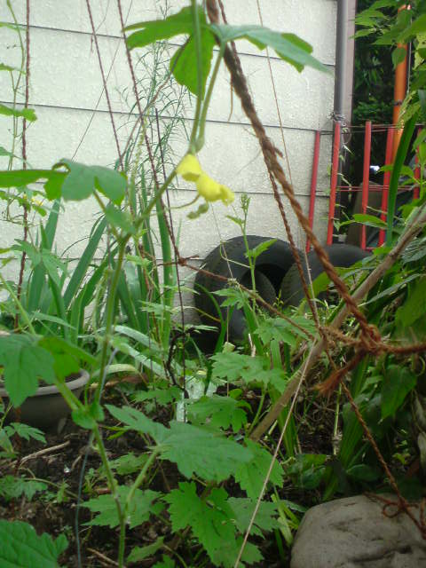 ���V���F�̐��E