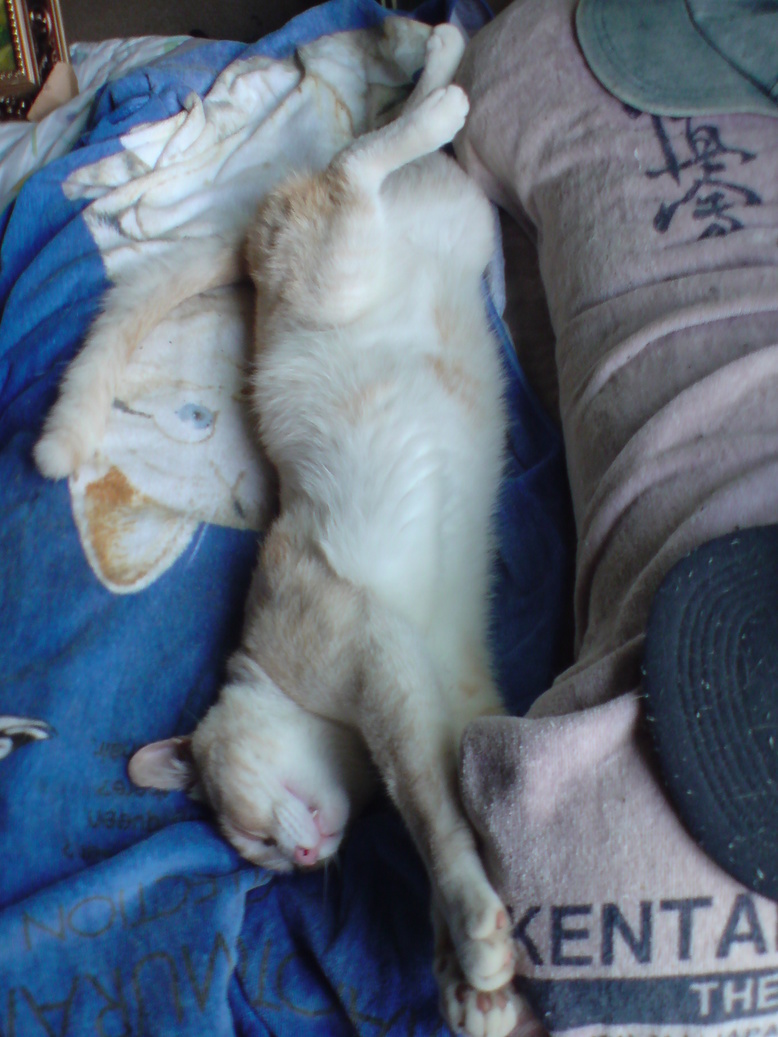 ���V���F�̐��E