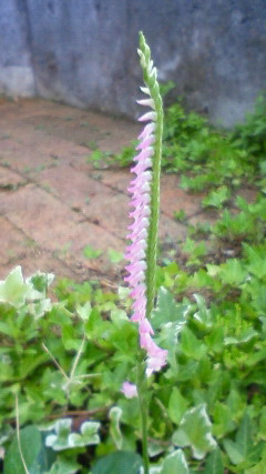 ���V���F�̐��E