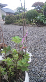 ���V���F�̐��E