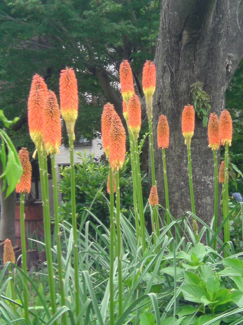 ���V���F�̐��E