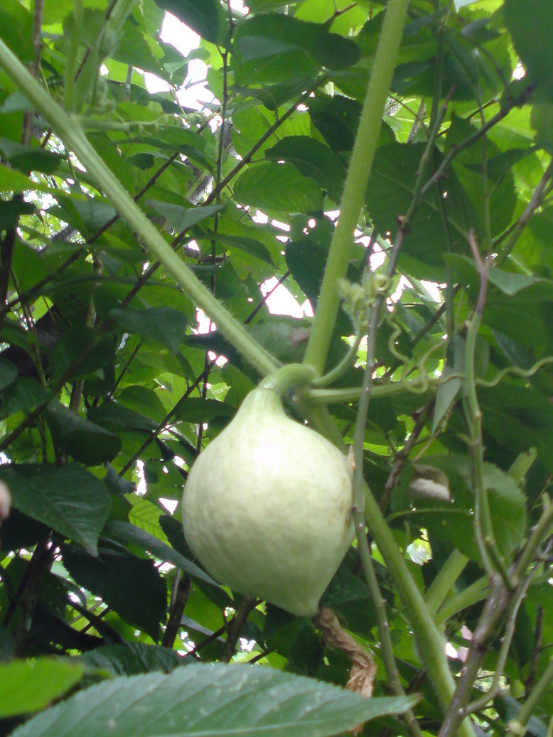 ���V���F�̐��E