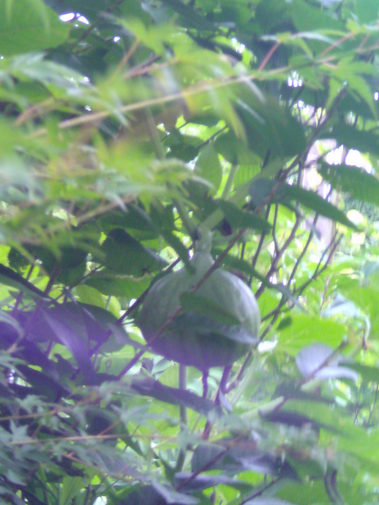 ���V���F�̐��E