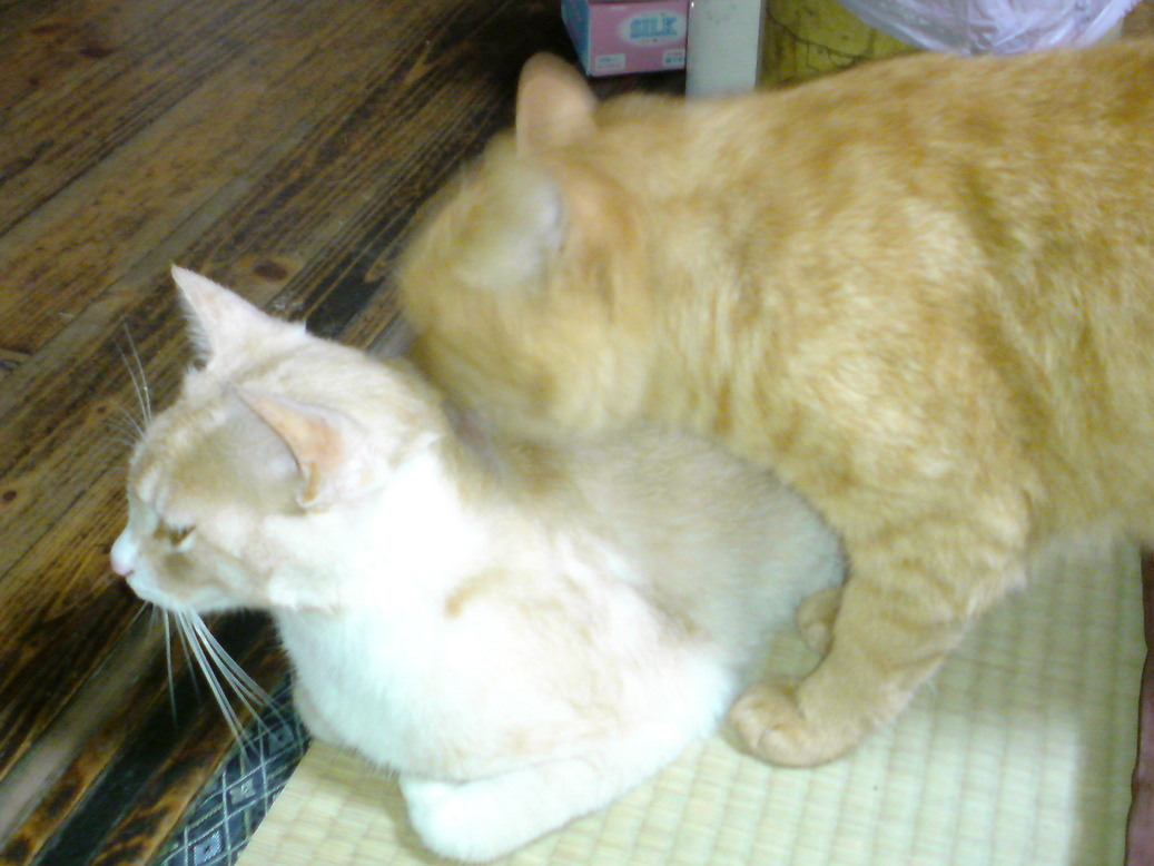 ���V���F�̐��E