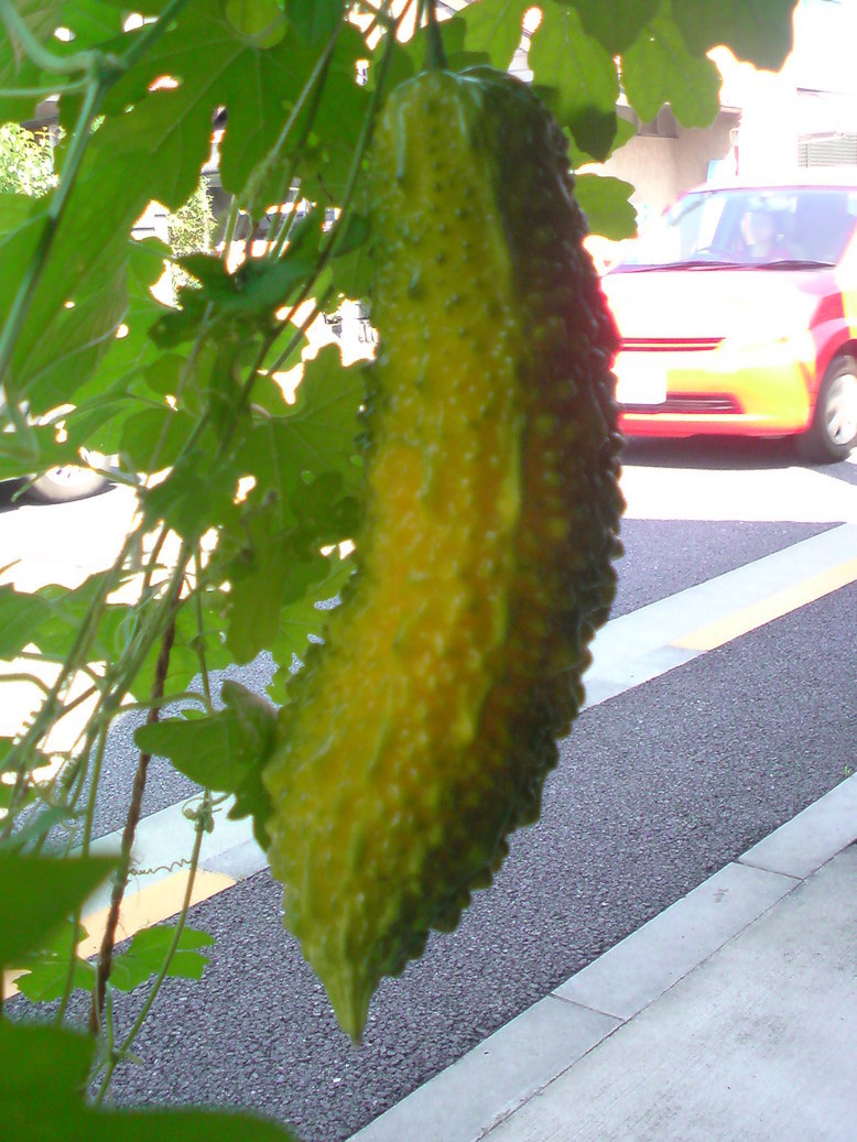 ���V���F�̐��E