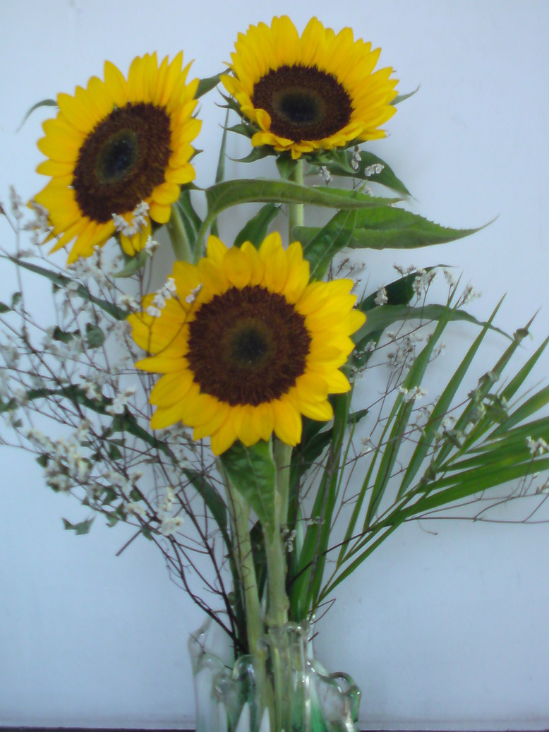 ���V���F�̐��E