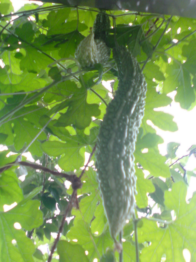 ���V���F�̐��E