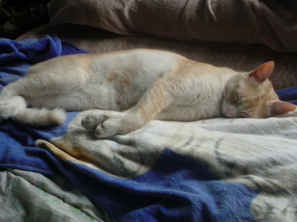 ���V���F�̐��E