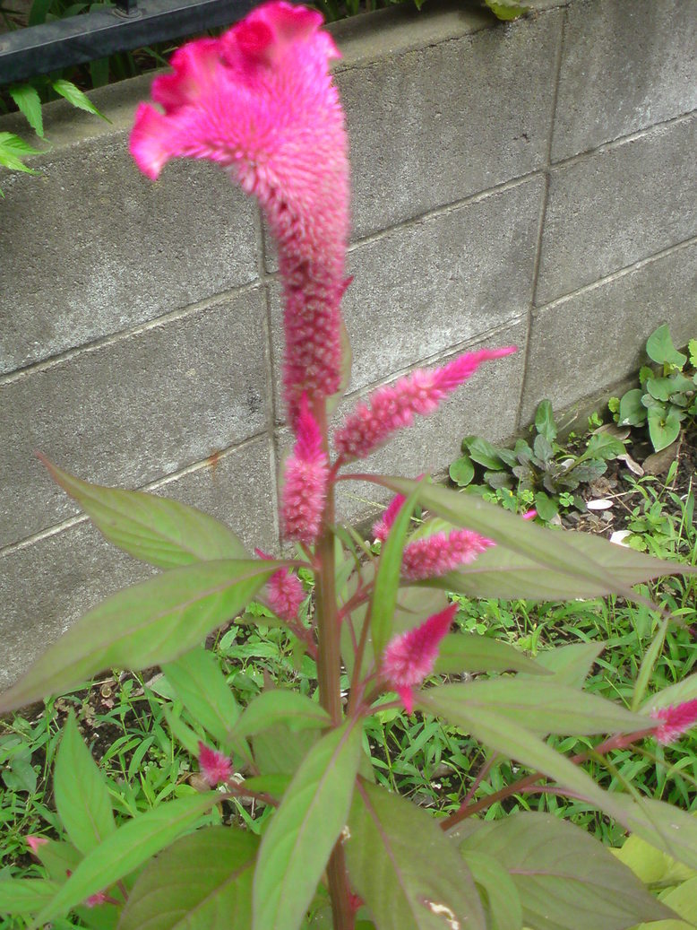 ���V���F�̐��E