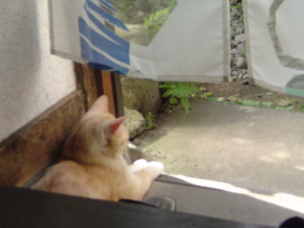 ���V���F�̐��E