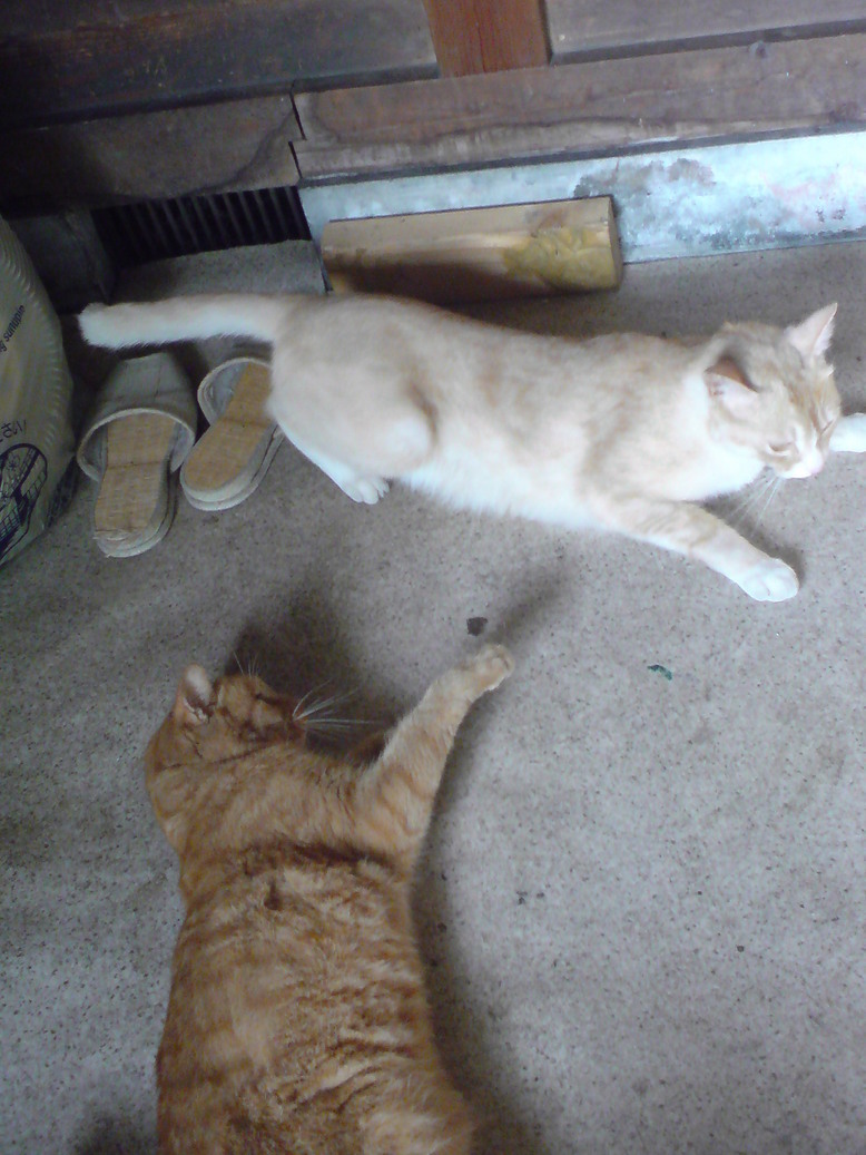 ���V���F�̐��E