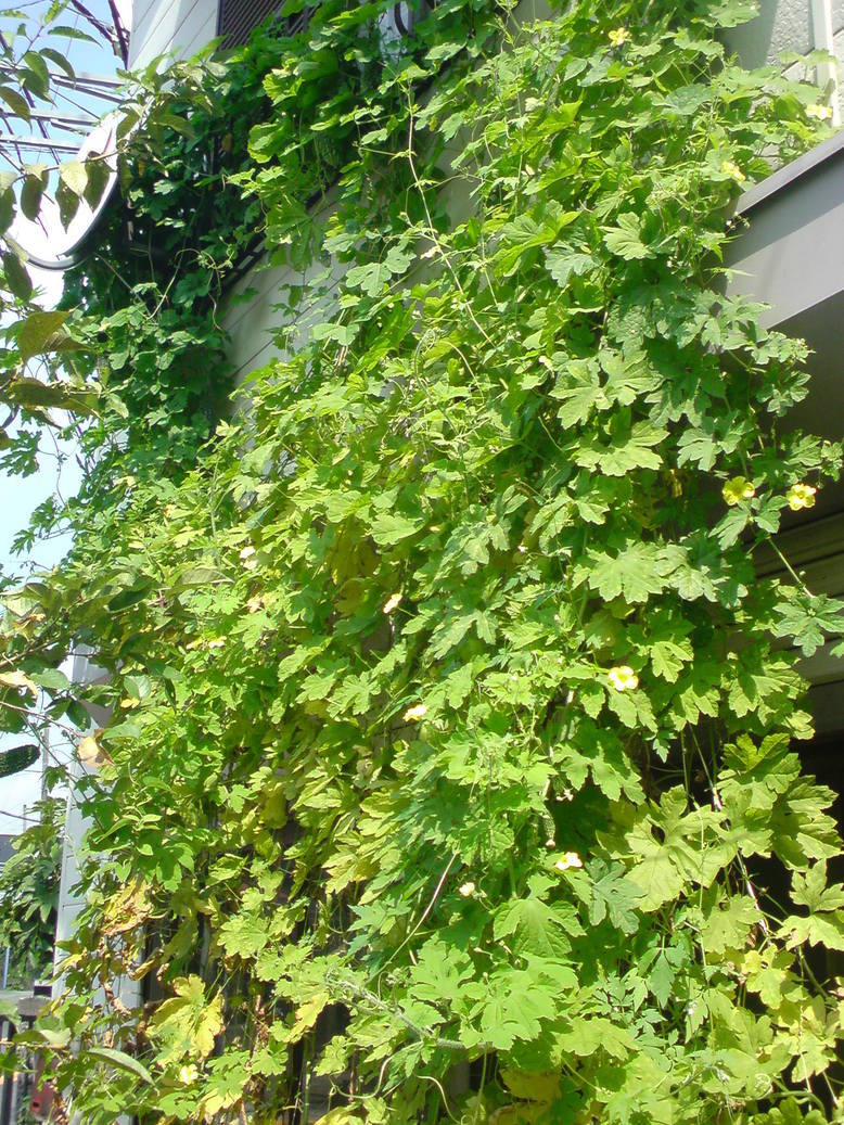 ���V���F�̐��E