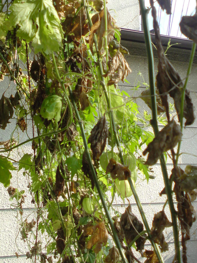 ���V���F�̐��E