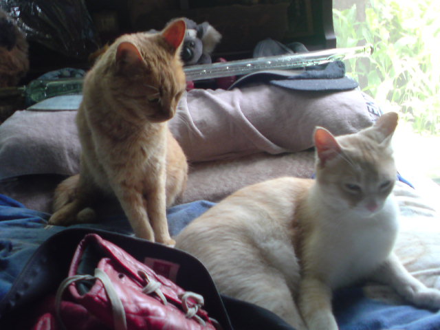 ���V���F�̐��E