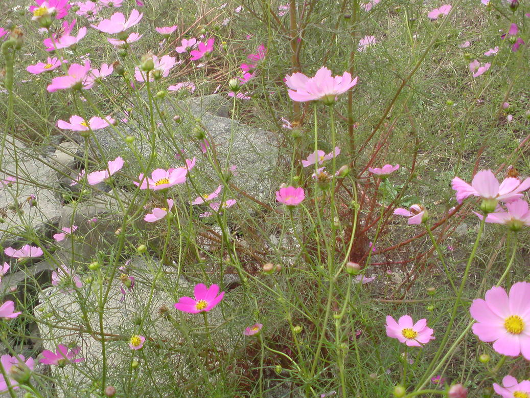 ���V���F�̐��E